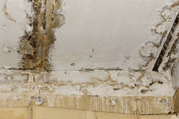 Trusted Arcadia, WI Mold Removal Experts